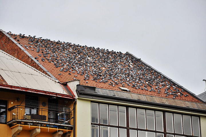A2B Pest Control are able to install spikes to deter birds from roofs in Tooting. 